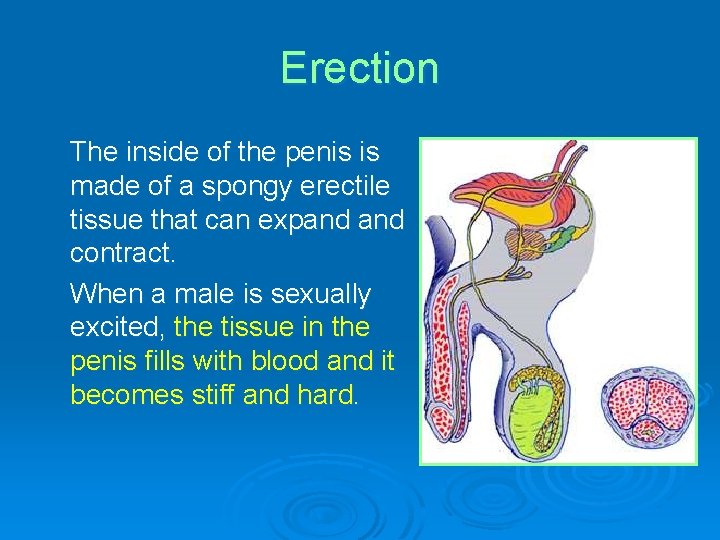 Erection The inside of the penis is made of a spongy erectile tissue that
