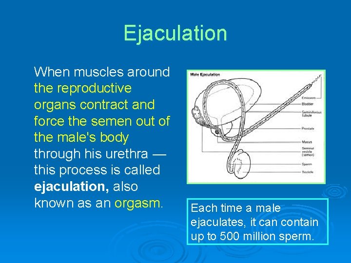 Ejaculation When muscles around the reproductive organs contract and force the semen out of