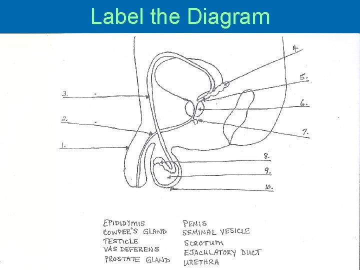 Label the Diagram 