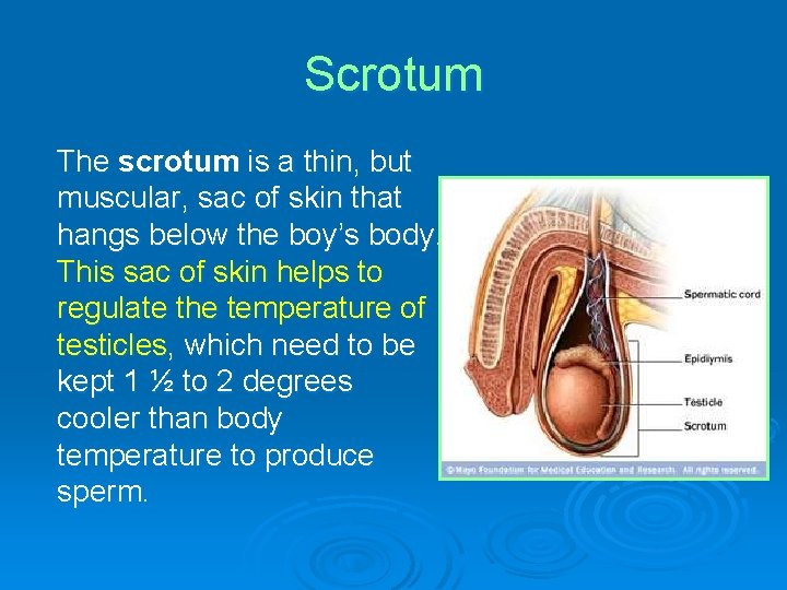 Scrotum The scrotum is a thin, but muscular, sac of skin that hangs below