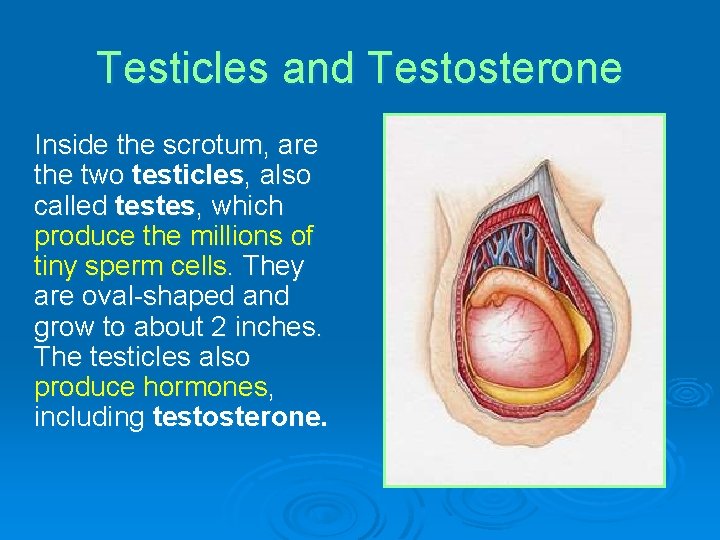 Testicles and Testosterone Inside the scrotum, are the two testicles, also called testes, which