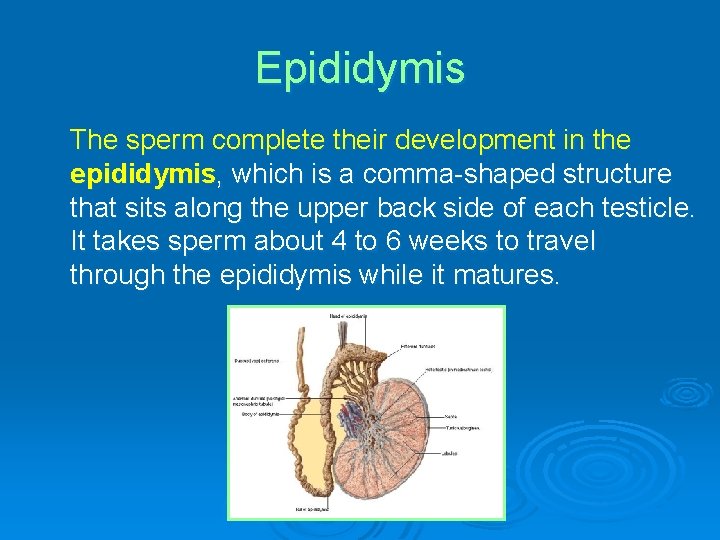 Epididymis The sperm complete their development in the epididymis, which is a comma-shaped structure