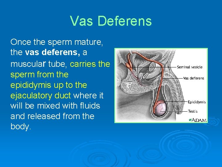 Vas Deferens Once the sperm mature, the vas deferens, a muscular tube, carries the