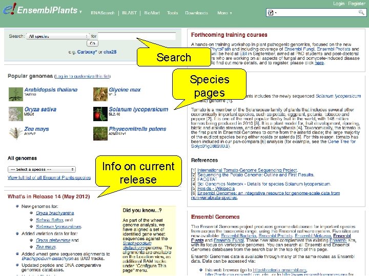 Search Species pages Info on current release 