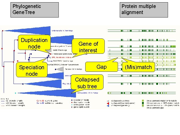 Phylogenetic Gene. Tree Duplication node Speciation node Protein multiple alignment Gene of interest Gap