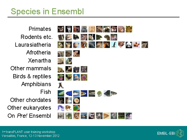 Species in Ensembl Primates Rodents etc. Laurasiatheria Afrotheria Xenartha Other mammals Birds & reptiles
