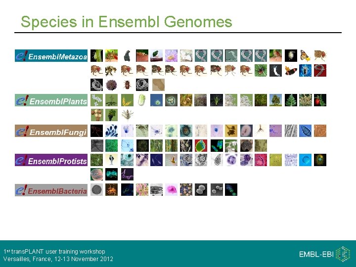 Species in Ensembl Genomes 1 st trans. PLANT user training workshop Versailles, France, 12