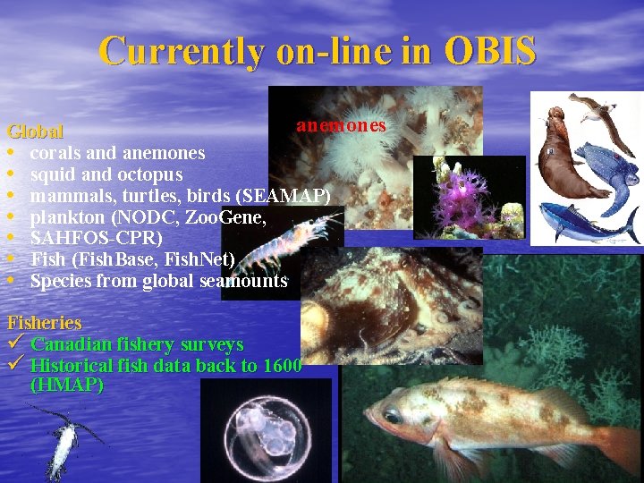 Currently on-line in OBIS anemones Global • corals and anemones • squid and octopus