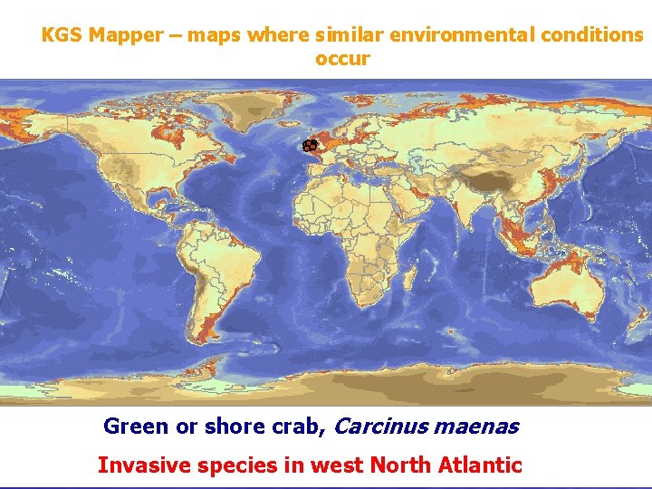 KGS Mapper – maps where similar environmental conditions occur Green or shore crab, Carcinus