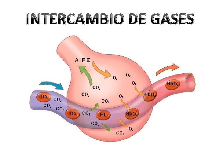 INTERCAMBIO DE GASES 