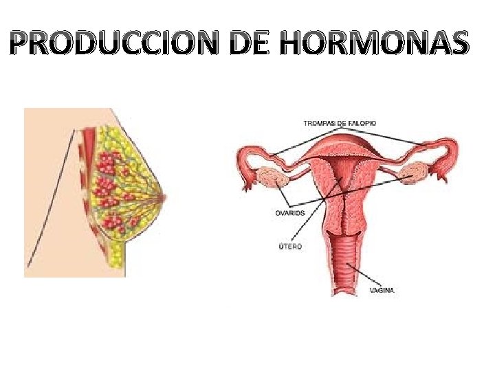 PRODUCCION DE HORMONAS 