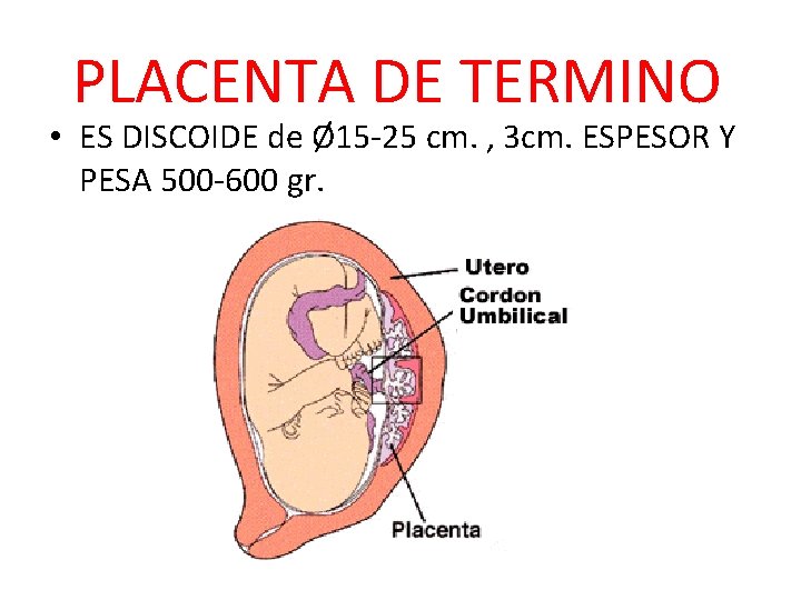 PLACENTA DE TERMINO • ES DISCOIDE de Ø 15 -25 cm. , 3 cm.
