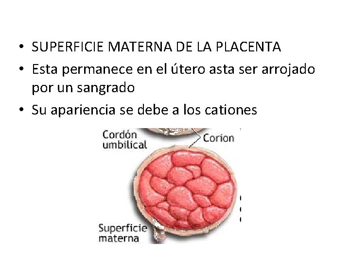  • SUPERFICIE MATERNA DE LA PLACENTA • Esta permanece en el útero asta