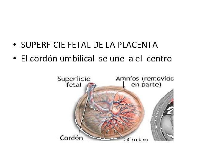 • SUPERFICIE FETAL DE LA PLACENTA • El cordón umbilical se une a