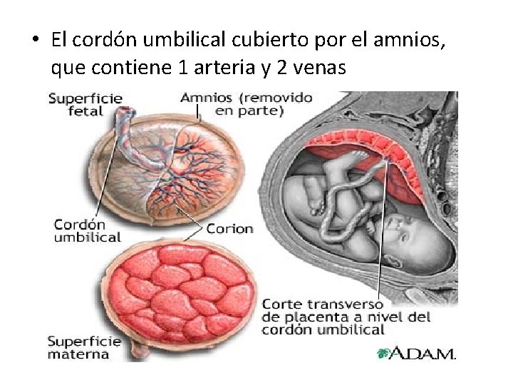  • El cordón umbilical cubierto por el amnios, que contiene 1 arteria y