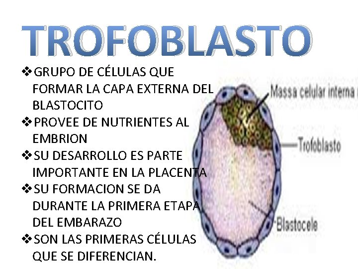 TROFOBLASTO v. GRUPO DE CÉLULAS QUE FORMAR LA CAPA EXTERNA DEL BLASTOCITO v. PROVEE