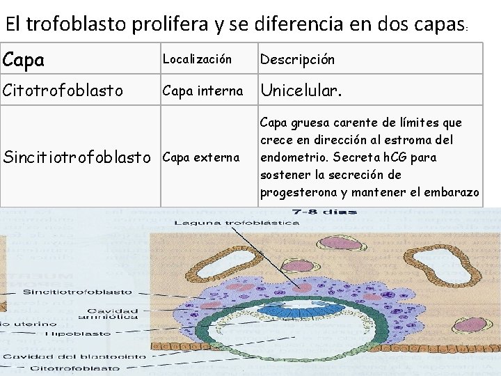 El trofoblasto prolifera y se diferencia en dos capas : Capa Localización Descripción Citotrofoblasto