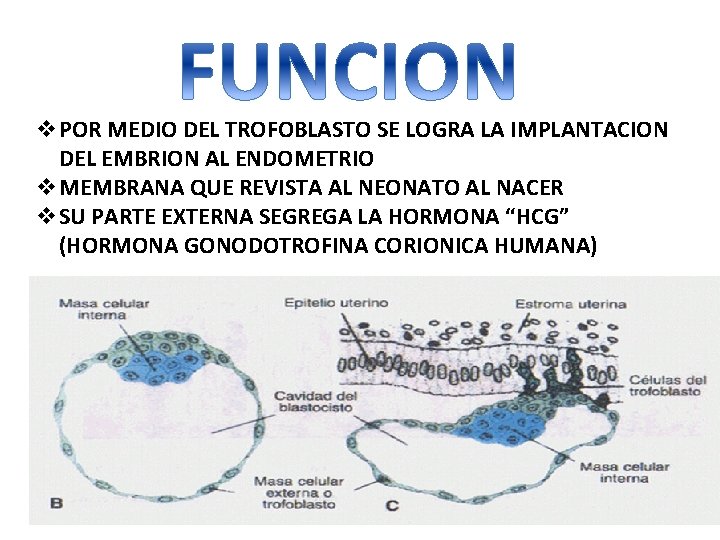 v. POR MEDIO DEL TROFOBLASTO SE LOGRA LA IMPLANTACION DEL EMBRION AL ENDOMETRIO v.