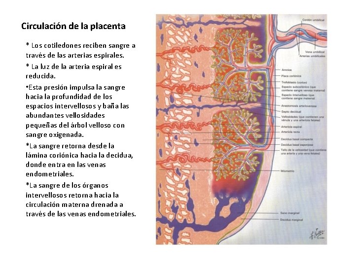 Circulación de la placenta * Los cotiledones reciben sangre a través de las arterias