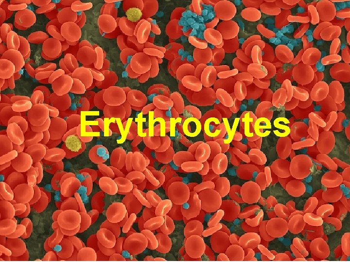 Erythrocytes 