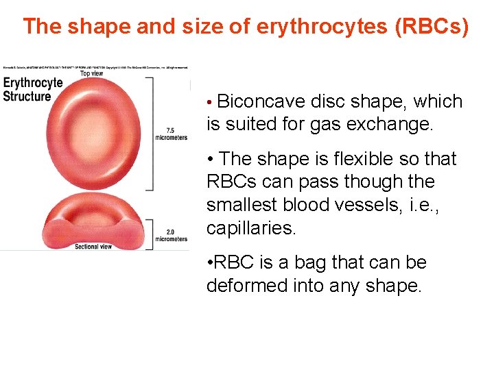 The shape and size of erythrocytes (RBCs) • Biconcave disc shape, which is suited