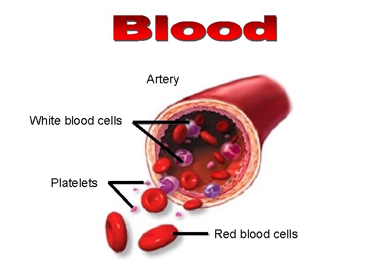 Artery White blood cells Platelets Red blood cells 