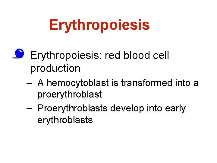 Erythropoiesis • Erythropoiesis: red blood cell production – A hemocytoblast is transformed into a