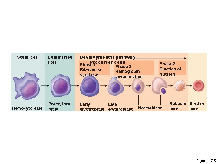 Stem cell Hemocytoblast Committed cell Developmental pathway Precursor cells Phase 1 Phase 2 Ribosome