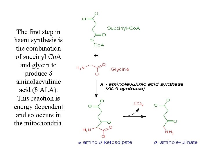 The first step in haem synthesis is the combination of succinyl Co. A and