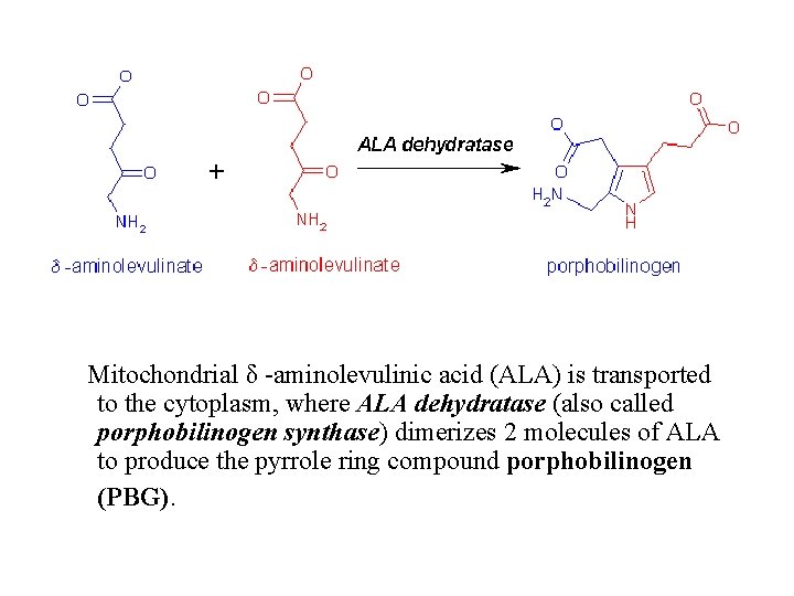 Mitochondrial δ -aminolevulinic acid (ALA) is transported to the cytoplasm, where ALA dehydratase (also