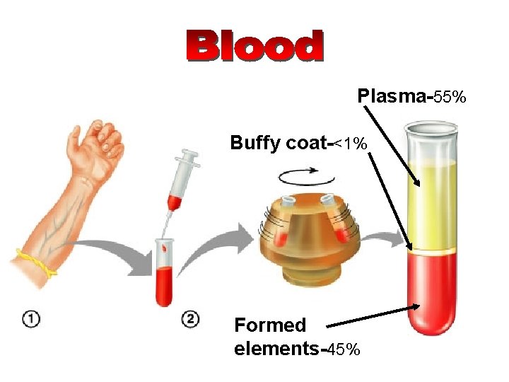 Plasma-55% Buffy coat-<1% Formed elements-45% 