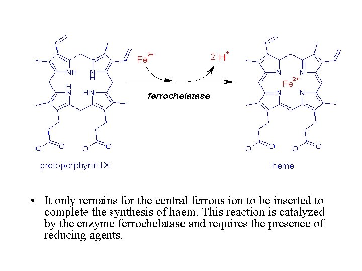  • It only remains for the central ferrous ion to be inserted to