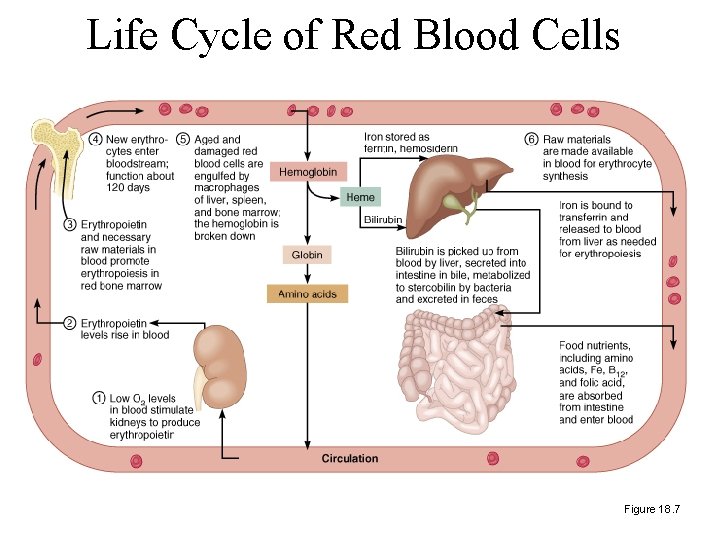 Life Cycle of Red Blood Cells Figure 18. 7 