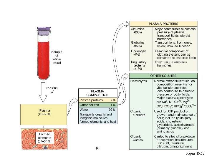 Composition of Whole Blood Figure 19. 1 b 