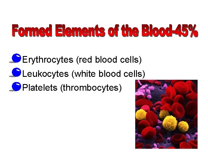  • Erythrocytes (red blood cells) • Leukocytes (white blood cells) • Platelets (thrombocytes)