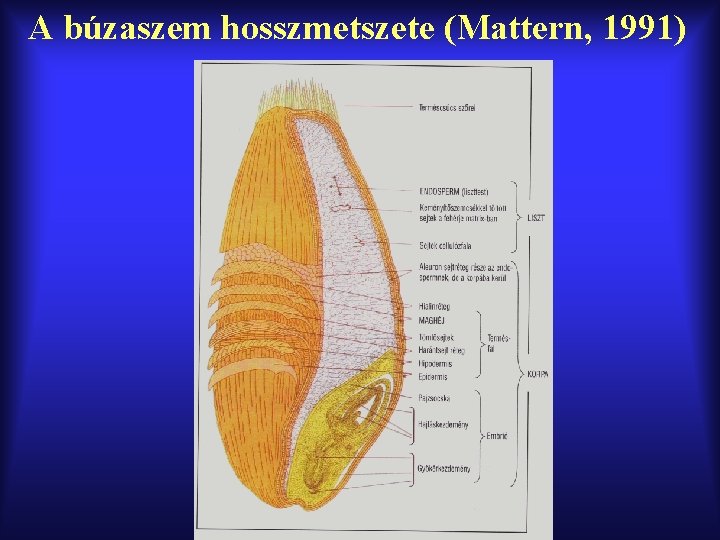 A búzaszem hosszmetszete (Mattern, 1991) 