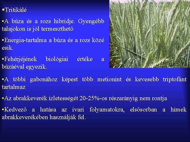 §Tritikálé • A búza és a rozs hibridje. Gyengébb talajokon is jól termeszthető •