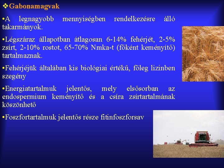 v. Gabonamagvak • A legnagyobb takarmányok. mennyiségben rendelkezésre álló • Légszáraz állapotban átlagosan 6