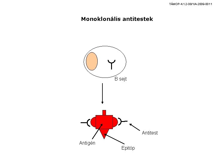 TÁMOP-4. 1. 2 -08/1/A-2009 -0011 Monoklonális antitestek B sejt Antitest Antigén Epitóp 