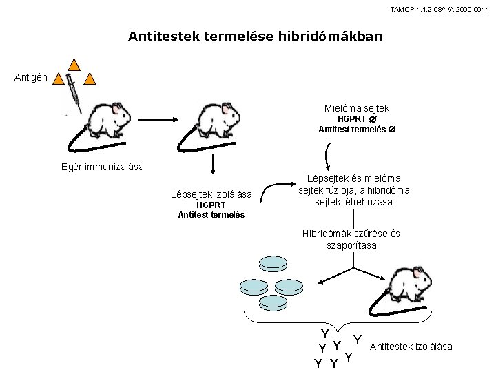 TÁMOP-4. 1. 2 -08/1/A-2009 -0011 Antitestek termelése hibridómákban Antigén Mielóma sejtek HGPRT Antitest termelés