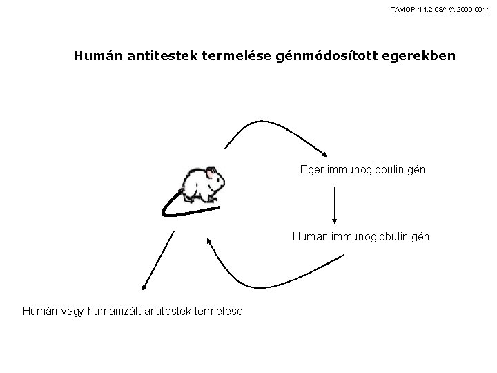 TÁMOP-4. 1. 2 -08/1/A-2009 -0011 Humán antitestek termelése génmódosított egerekben Egér immunoglobulin gén Humán