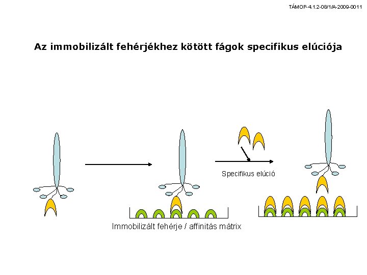 TÁMOP-4. 1. 2 -08/1/A-2009 -0011 Az immobilizált fehérjékhez kötött fágok specifikus elúciója Specifikus elúció