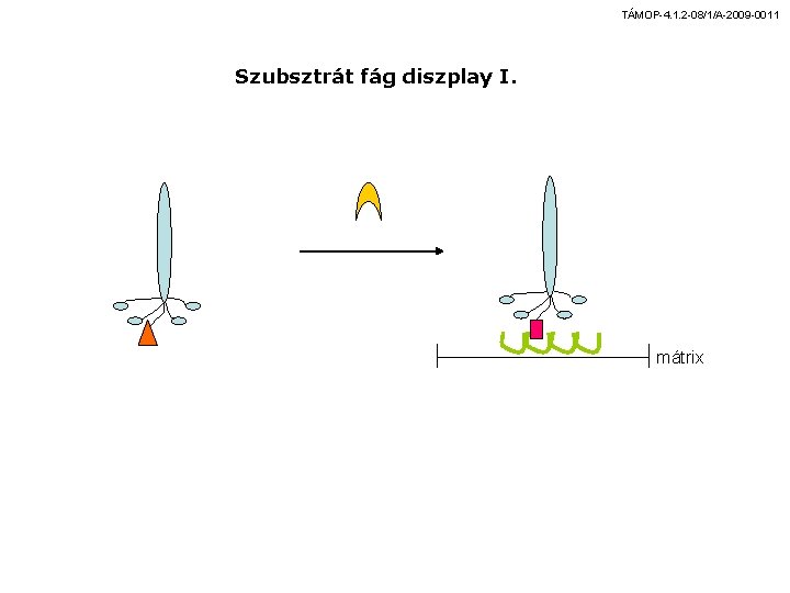 TÁMOP-4. 1. 2 -08/1/A-2009 -0011 Szubsztrát fág diszplay I. mátrix 
