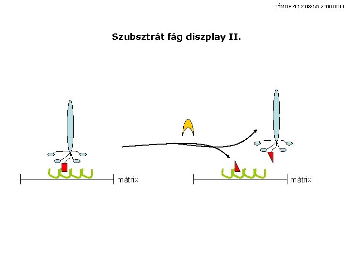 TÁMOP-4. 1. 2 -08/1/A-2009 -0011 Szubsztrát fág diszplay II. mátrix 