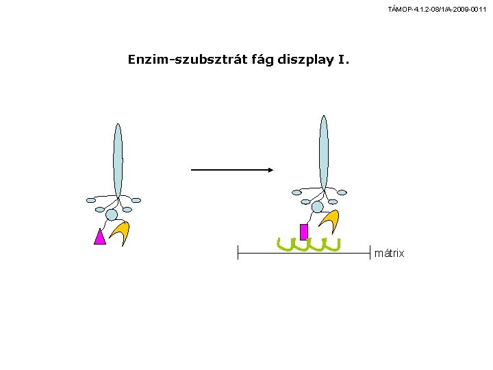 TÁMOP-4. 1. 2 -08/1/A-2009 -0011 Enzim-szubsztrát fág diszplay I. mátrix 