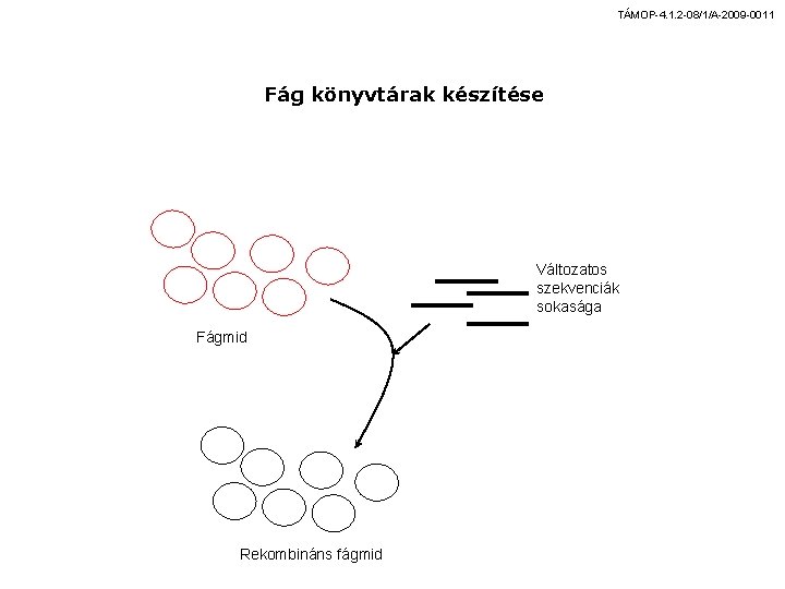 TÁMOP-4. 1. 2 -08/1/A-2009 -0011 Fág könyvtárak készítése Változatos szekvenciák sokasága Fágmid Rekombináns fágmid