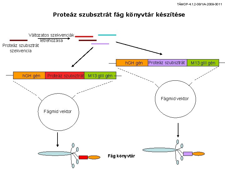 TÁMOP-4. 1. 2 -08/1/A-2009 -0011 Proteáz szubsztrát fág könyvtár készítése Változatos szekvenciák létrehozása Proteáz