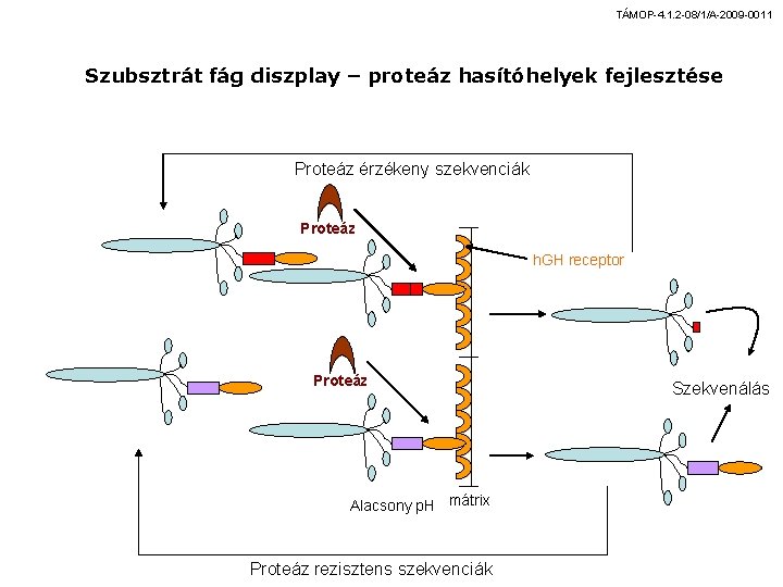 TÁMOP-4. 1. 2 -08/1/A-2009 -0011 Szubsztrát fág diszplay – proteáz hasítóhelyek fejlesztése Proteáz érzékeny