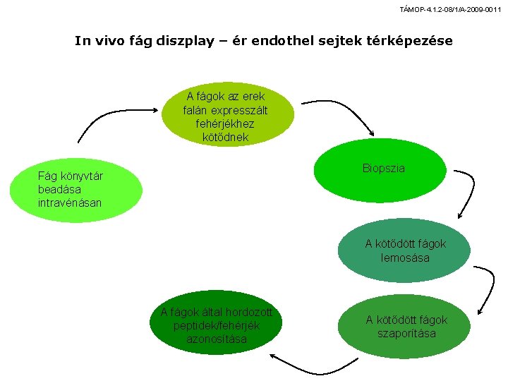 TÁMOP-4. 1. 2 -08/1/A-2009 -0011 In vivo fág diszplay – ér endothel sejtek térképezése