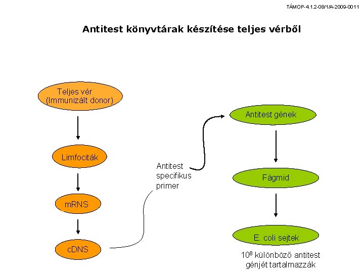 TÁMOP-4. 1. 2 -08/1/A-2009 -0011 Antitest könyvtárak készítése teljes vérből Teljes vér (Immunizált donor)